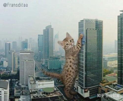 河南都市爆料猫咪事件视频,温情与争议交织的救助瞬间 第3张 河南都市爆料猫咪事件视频,温情与争议交织的救助瞬间 第3张