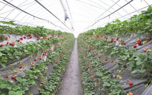 大棚草莓爆料视频大全,视频大全带你领略草莓种植全过程 第1张 大棚草莓爆料视频大全,视频大全带你领略草莓种植全过程 第1张